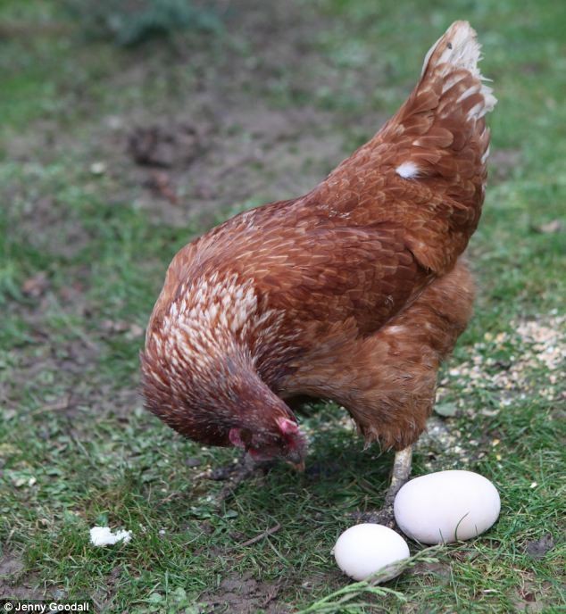 Trứng của gà mái Hattie năm 2011